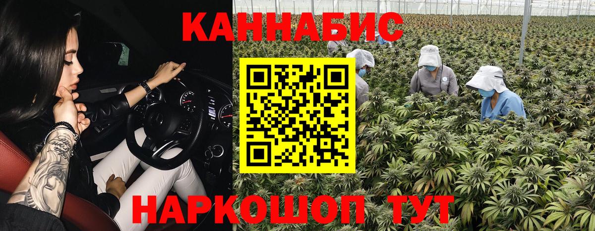 МАРИХУАНА сатива Курчатов